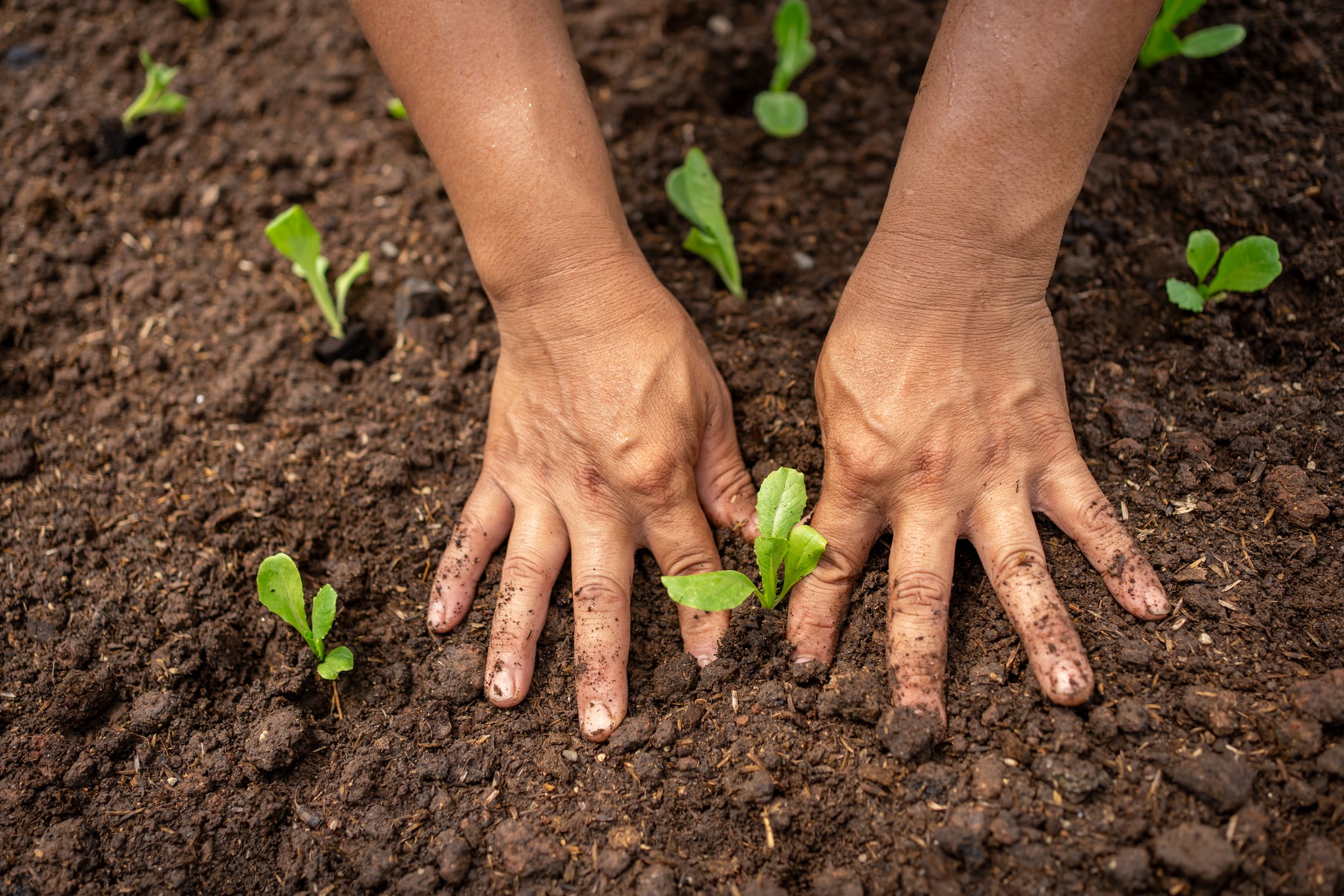 From climate to capital: The business case for regenerative agriculture